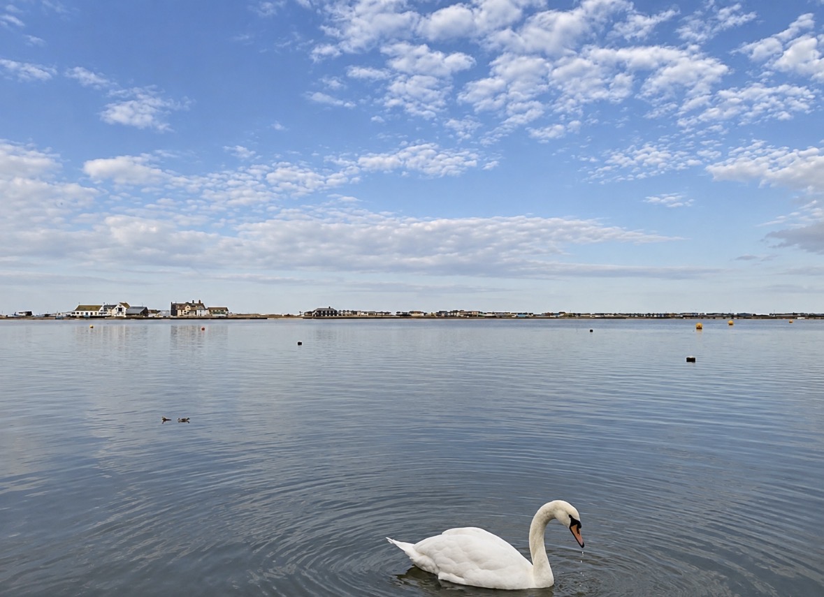 A swan on the calm water at Mudeford, with the harbourside houses and big Dorset sky beyond